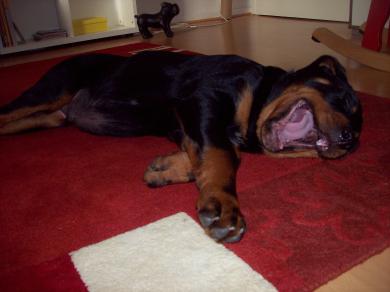Ad image: Netter 30er mit Hund sucht..