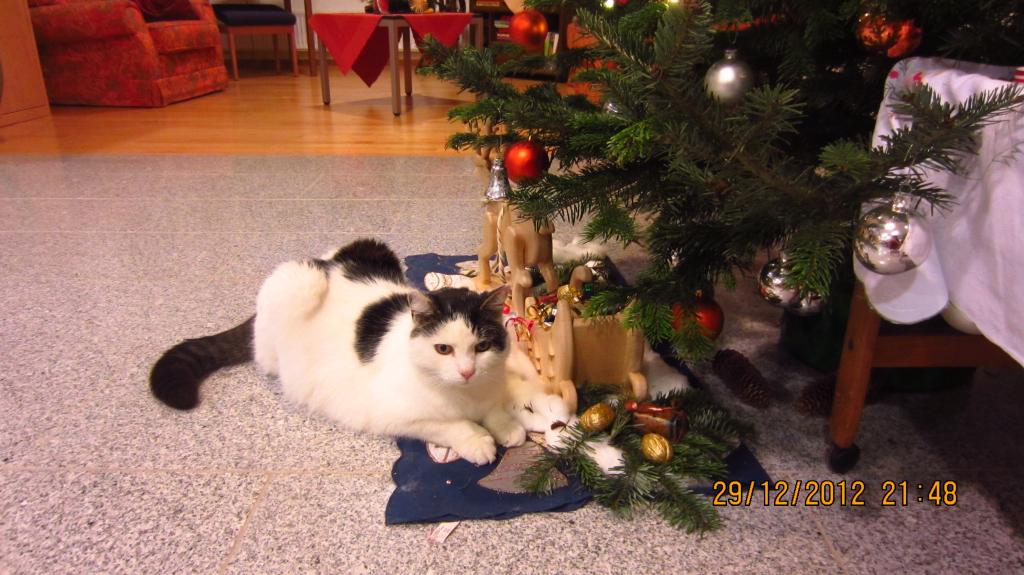 WG-Zimmer Erlangen-Süd Hans-Geiger-Straße 47 - Ich habe die Katze nicht  mehr