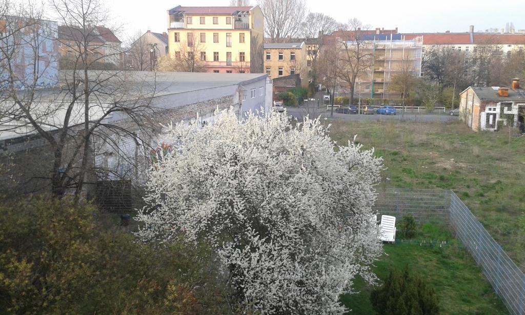 Flatshare Prenzlauer Berg Prenzlauer Allee - Unser schöner Gemeinschafts- Garten