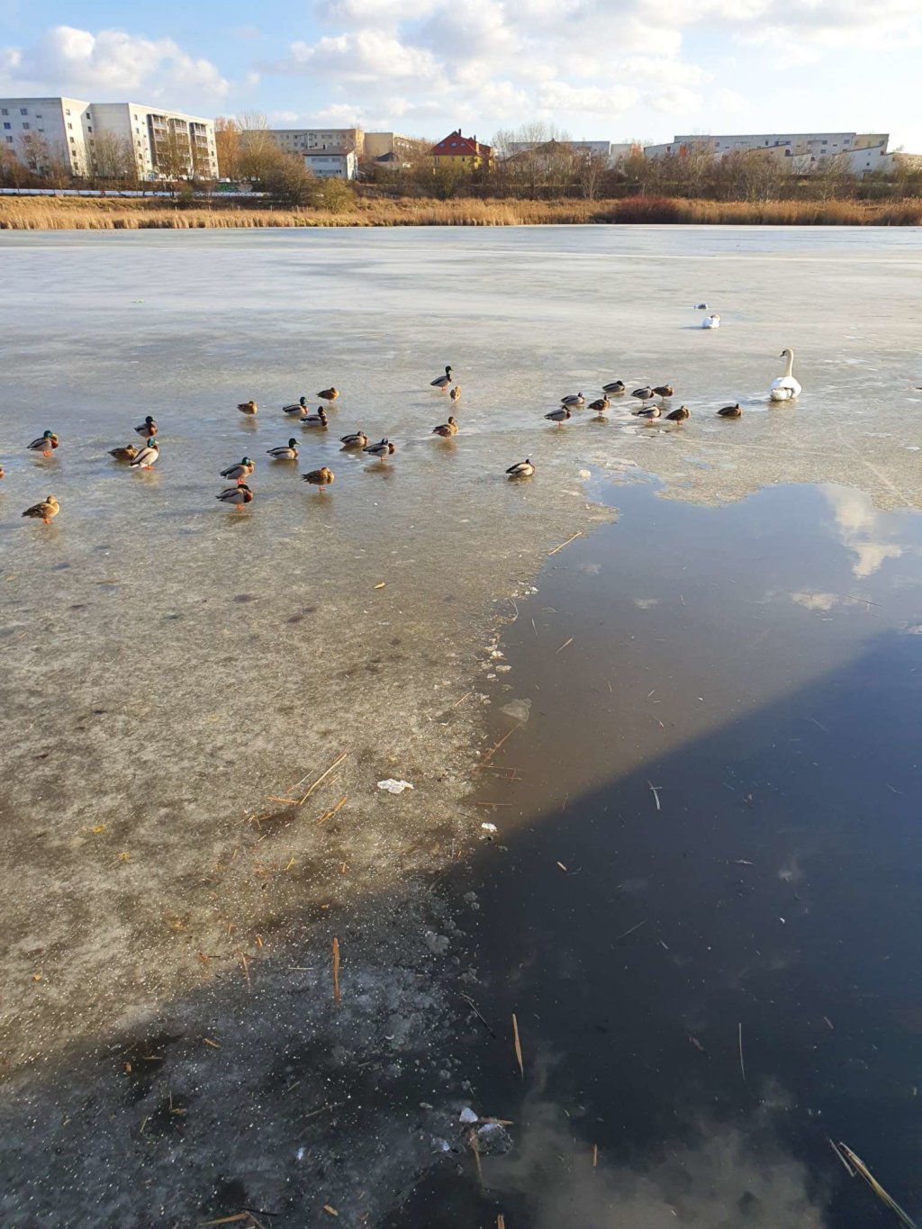 WG-Zimmer Kaulsdorf Lili-Grün-Weg - Bild 12
