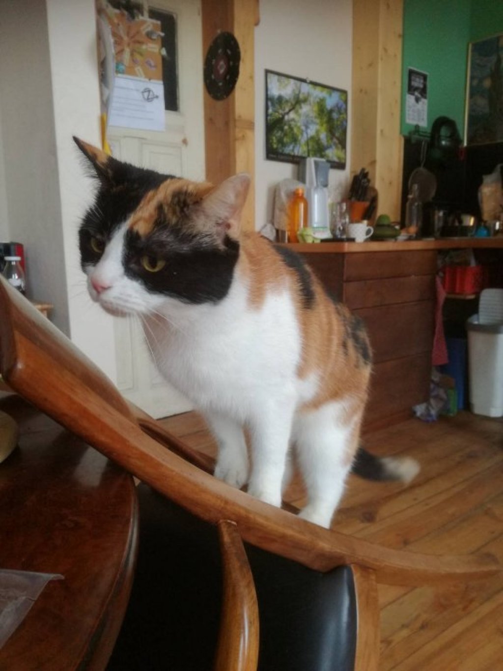 Habitación en WG Spremberger Vorstadt Parzellenstraße 79 - sweet