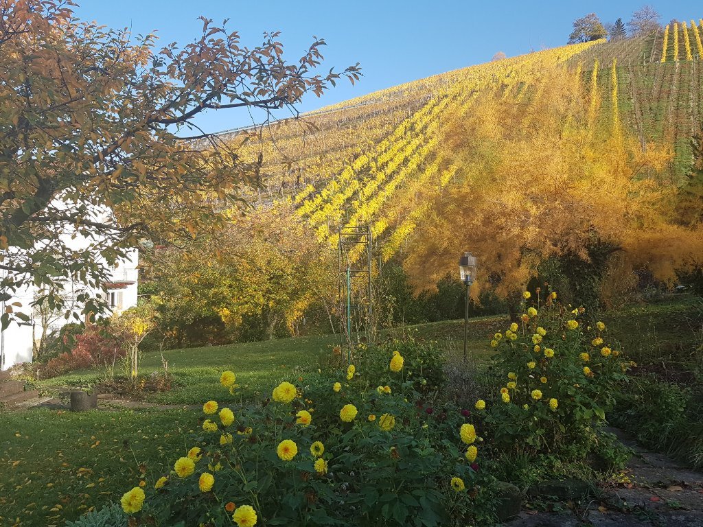 Habitación en WG Obertürkheim Asangstrasse - Garten im Herbst