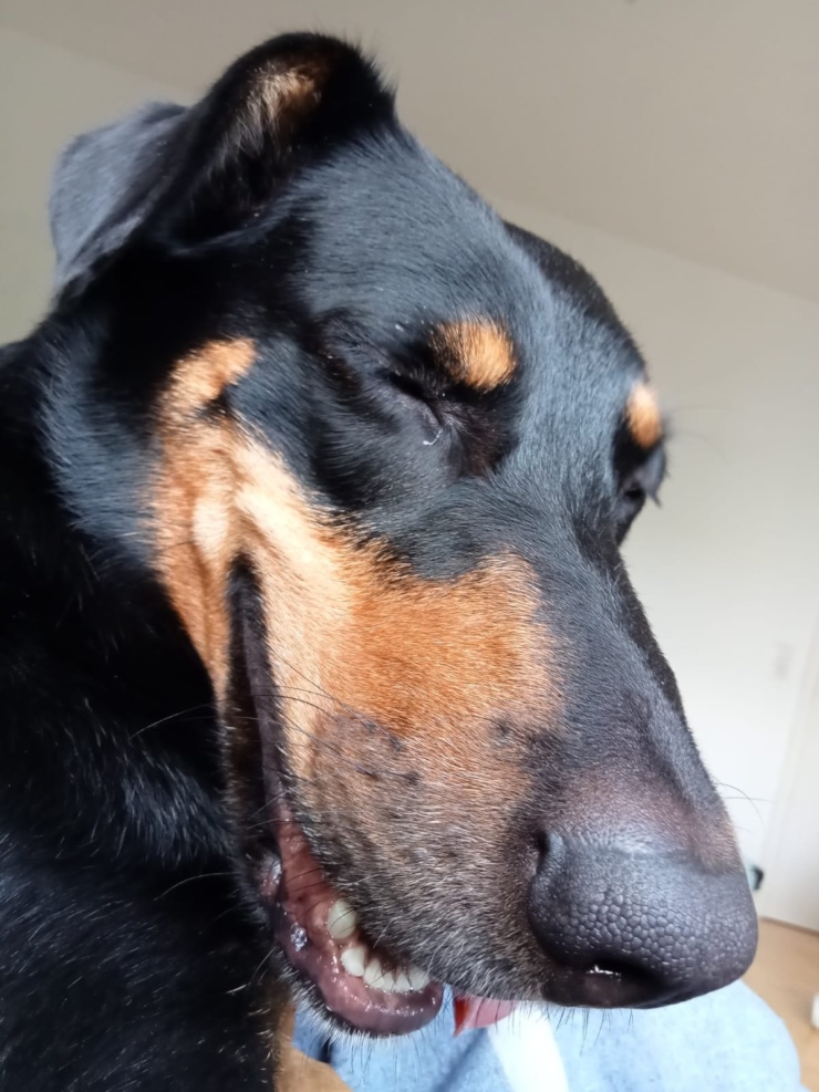 Ad image: Wohnung für mich und meinen Hund  in Aachen gesucht