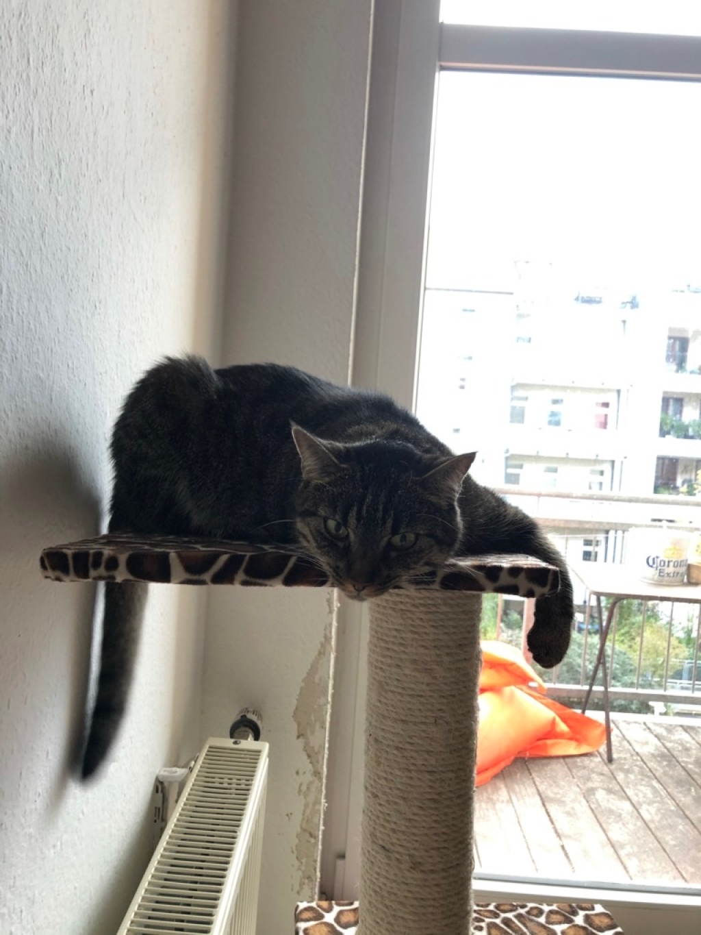 WG-Zimmer Südvorstadt Lößniger Straße - Bild 7