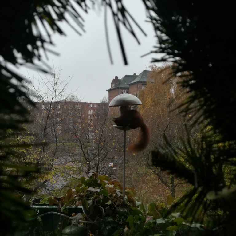 WG-Zimmer Borgfelde Bürgerweide - Chippi mag Vogelfutter