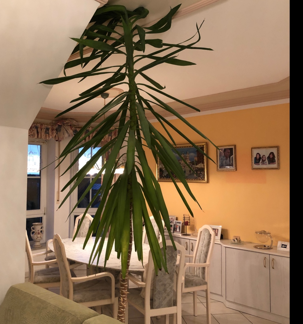 Habitación en WG Schwabach Kolpingstraße, 6 - Essbereich/Wohnzimmer