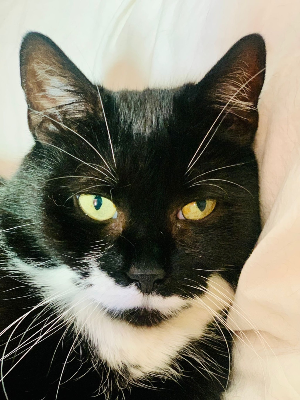 kurzfristig gesucht: Wohnoase gegen Katzen- und Pflanzenbetreuung!! – Vorgebirgstr. 33, 50677 Köln Südstadt – Vorschaubild 3