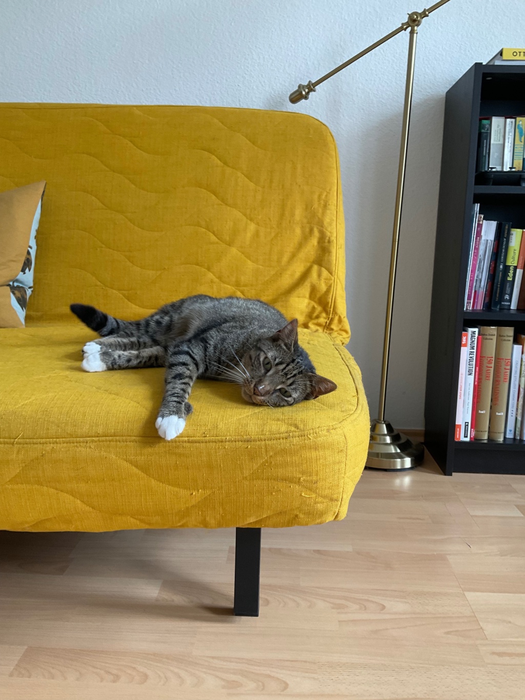 Katzen-Sitter:innen gesucht für hübsche Maisonette-Wohnung in Neukölln vom 26.09. bis 11.10.2026 – Walkenriederstraße, 12347 Berlin Neukölln – Vorschaubild 2