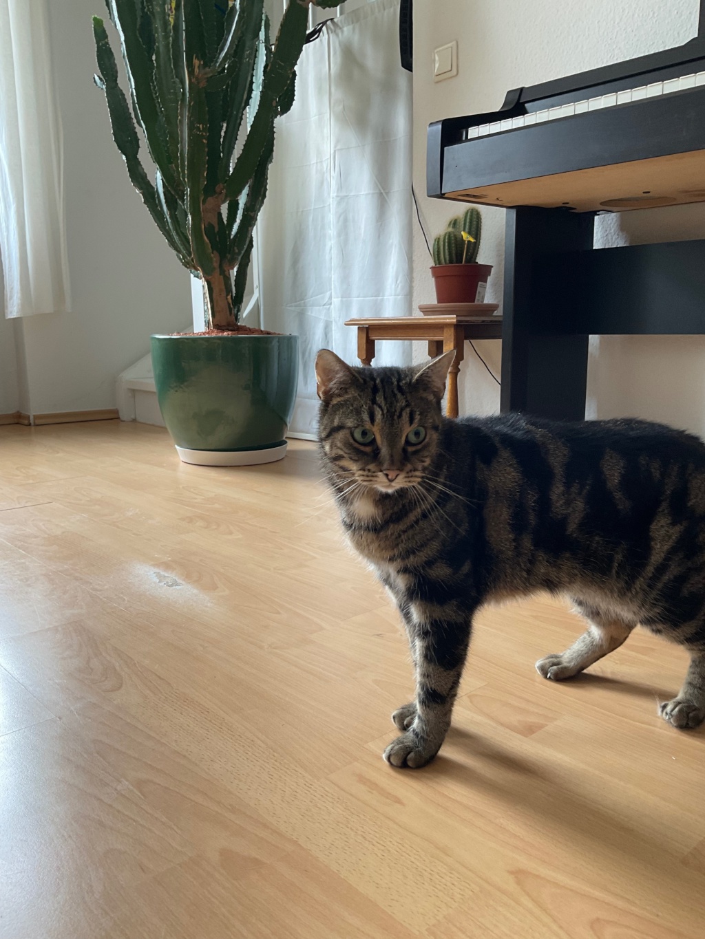 Katzen-Sitter:innen gesucht für hübsche Maisonette-Wohnung in Neukölln vom 26.09. bis 11.10.2026 – Walkenriederstraße, 12347 Berlin Neukölln – Vorschaubild 3