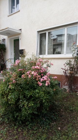 Anzeigenbild: Zwei WG-Zimmer in schönem Häuschen in Göppingen mit Garten und Terrasse frei