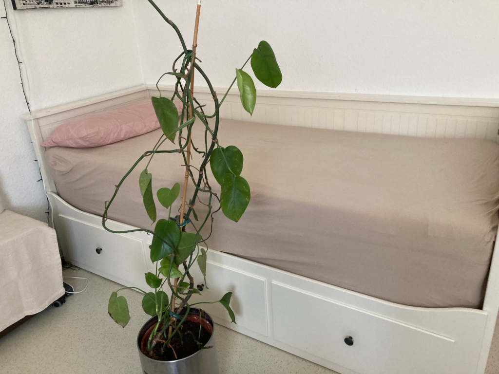 Flatshare Sankt Georgen Lörracher Str. - picture 3
