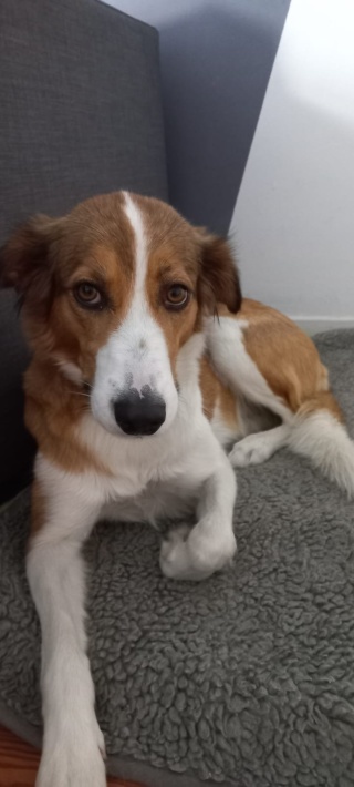 Ad image: 2er WG im Haus mit Garten und Hund