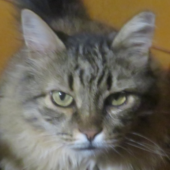 Profilbild