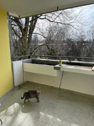 Ad image: Beautiful and spacious apartment along the Würmbrücke! Cat-sitting available with reduced price