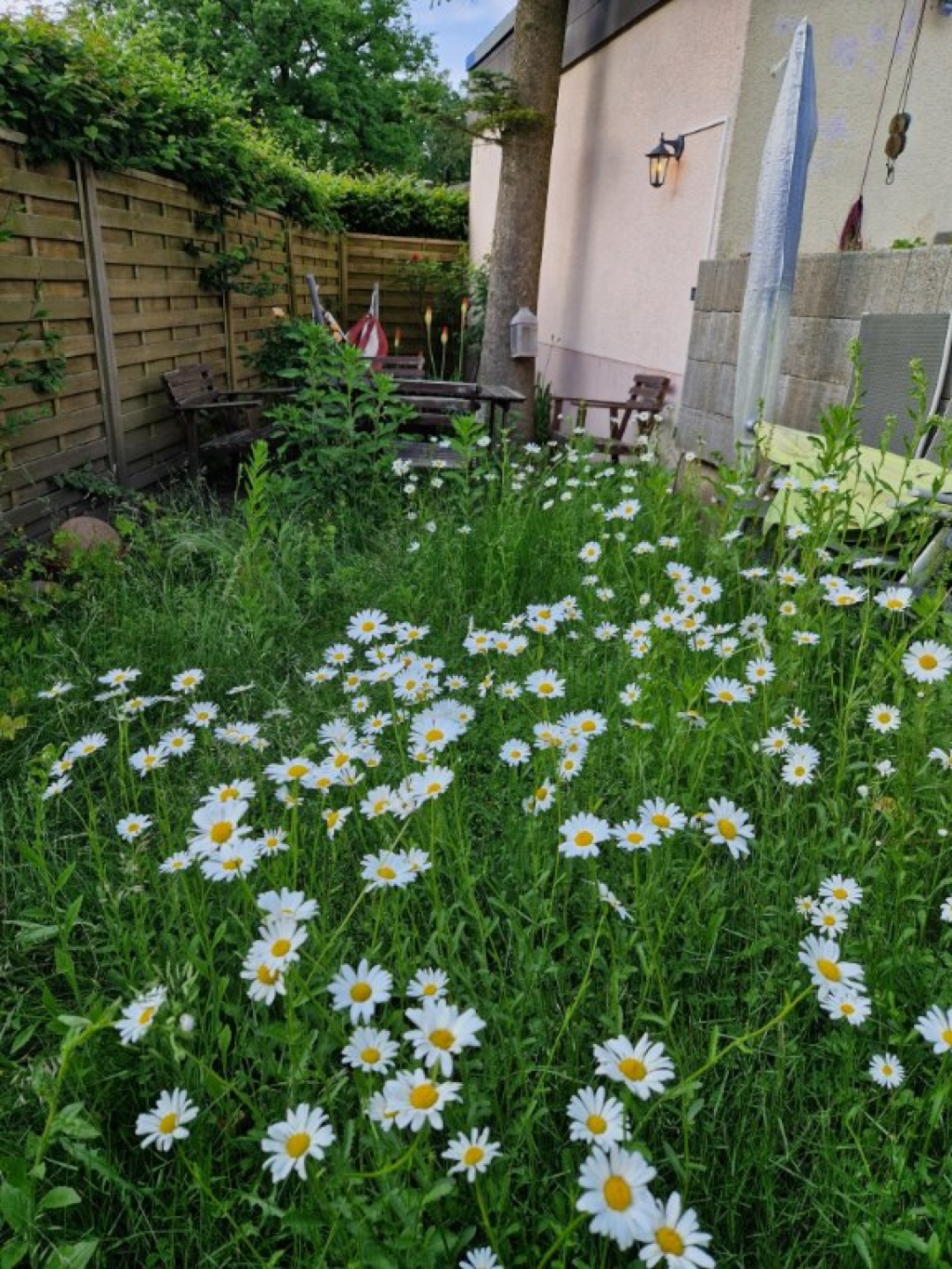 WG-Zimmer Berg Fidel Mazzottistraße - Garden