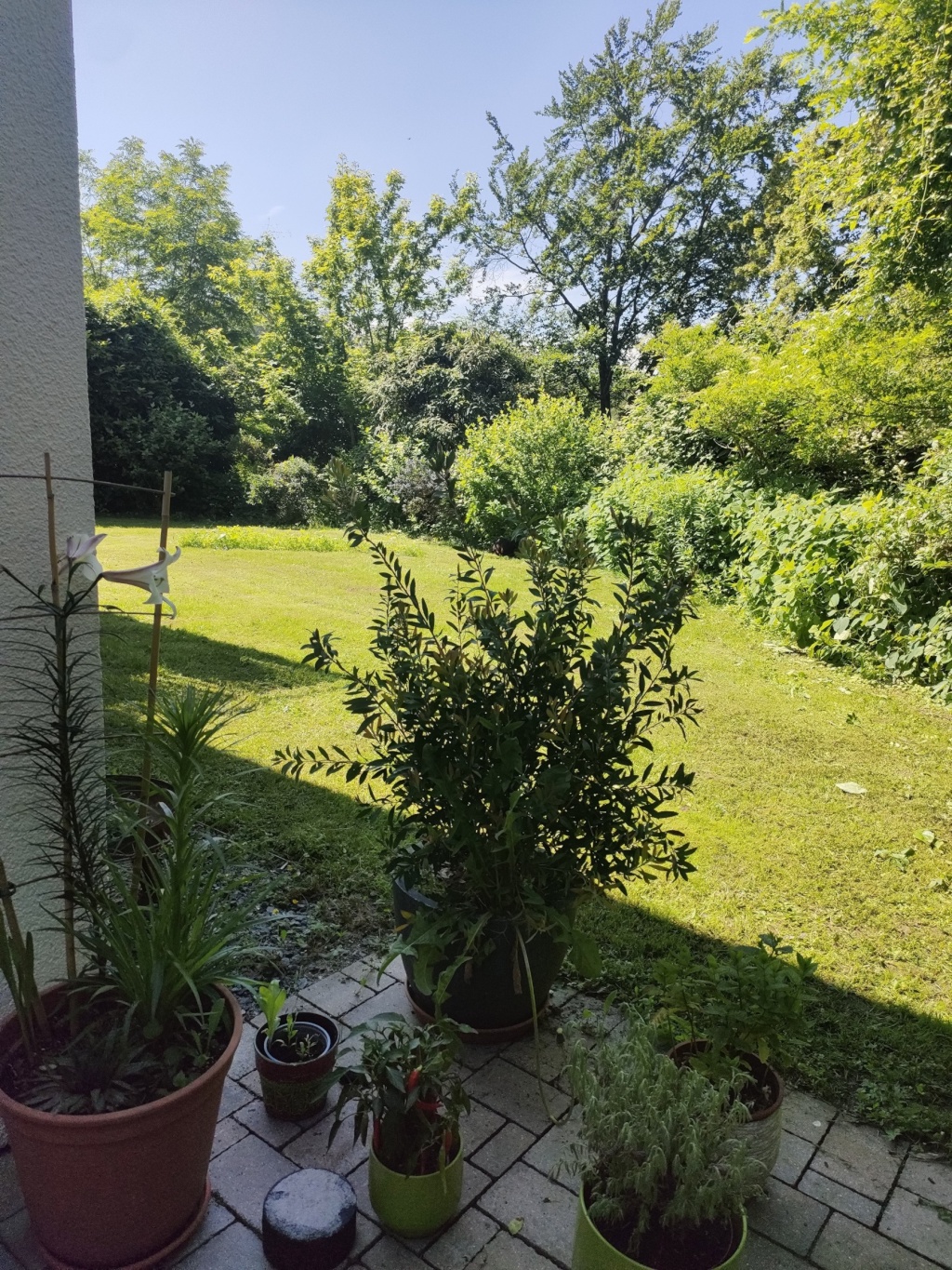 WG-Zimmer Schönberg Am Seeberg - Blick in den Garten