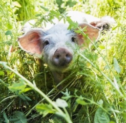 Imagen del anuncio: Vegane WG en los alrededores de LU/MA/DÜW, dog welcome