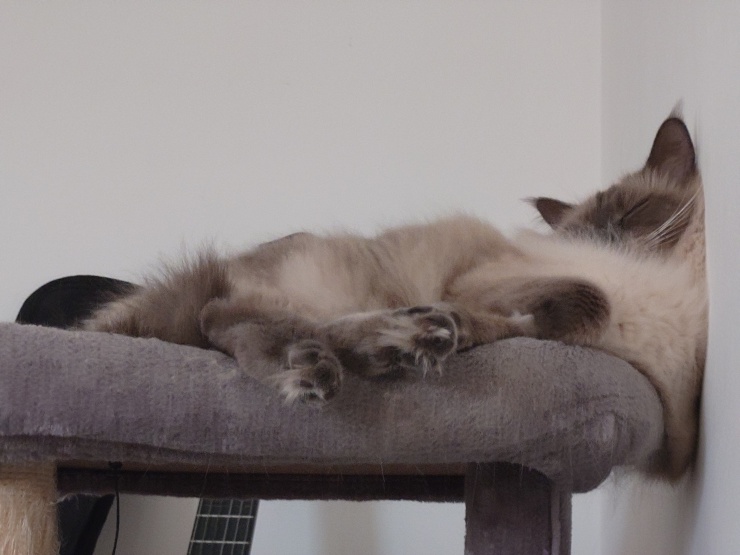 Ad image: Ehrpaar mit 2 Katzen sucht eine Wohnung
