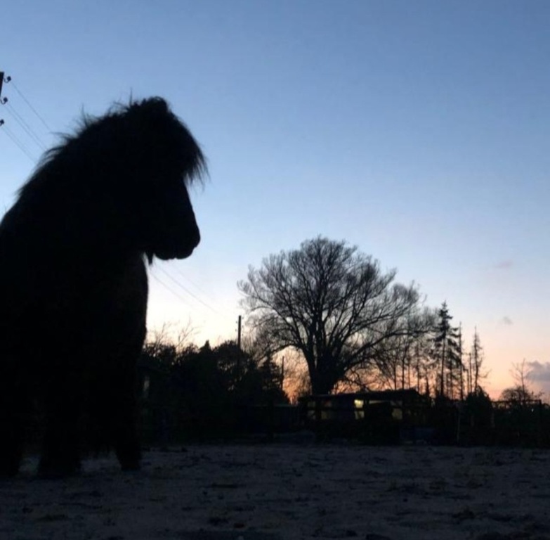 Wohnen gegen Hilfe auf kleinem Ponyhof