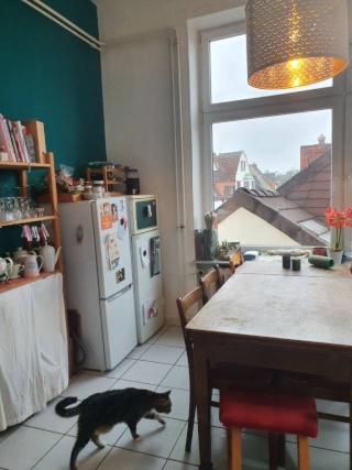 Anzeigenbild: zwei zimmer in zentraler 6er WG frei