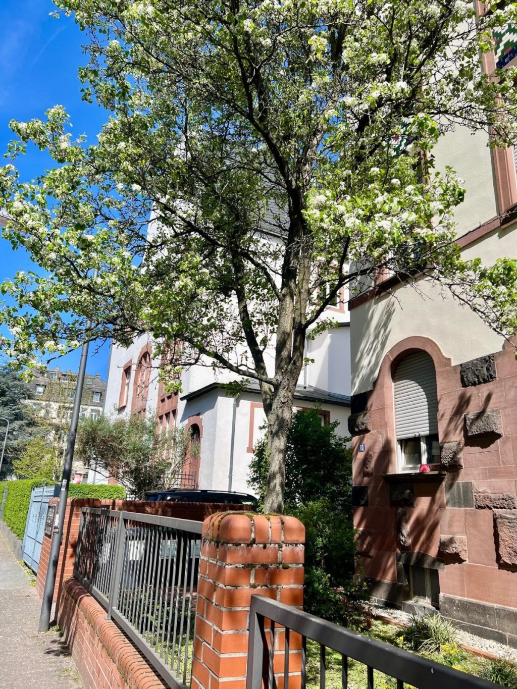 Flatshare Bornheim/Nordend Erlenbacherstr. - Die Erlenbacherstr.