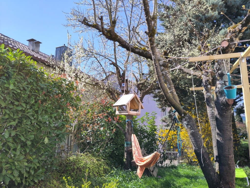 WG-Zimmer Vaihingen Othellostraße 20 - Mittlerweile blüht unser Zwetschgenbaum