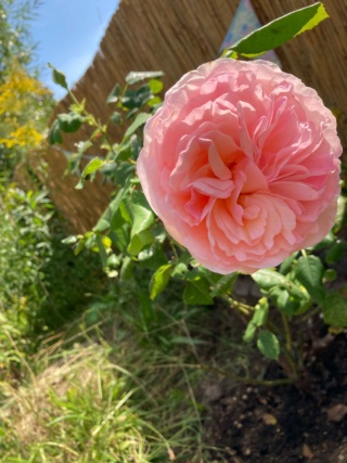 Imagen del anuncio: Casa y sitio de gato