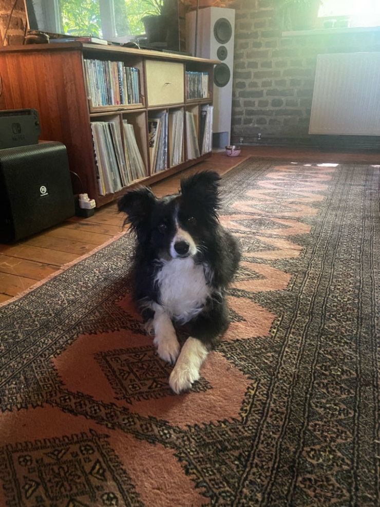 Anzeigenbild: Suche kleine Wohnung mit Hund
