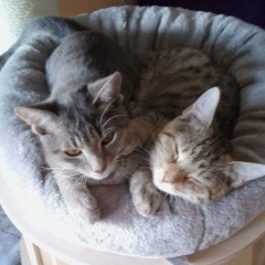 Anzeigenbild: WG Paula sucht neue*n Mitbewohner*in