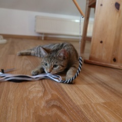 Anzeigenbild: Ein Zimmer wartet