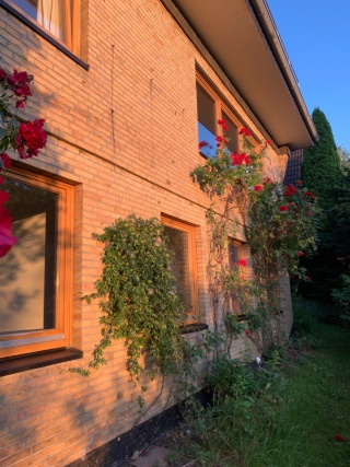 Ad image: Three WG rooms in green oasis (warm rental and room sizes in text)