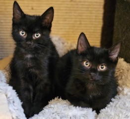 Imagen del anuncio: Zwischenmiete im August mit Katzenversorgung