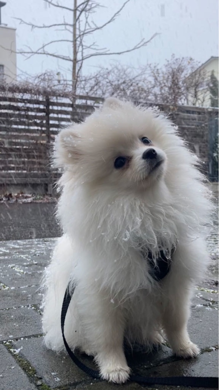 Anzeigenbild: Zimmer gesucht