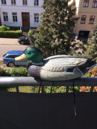 Anzeigenbild: Ente sucht Brotgeber*in