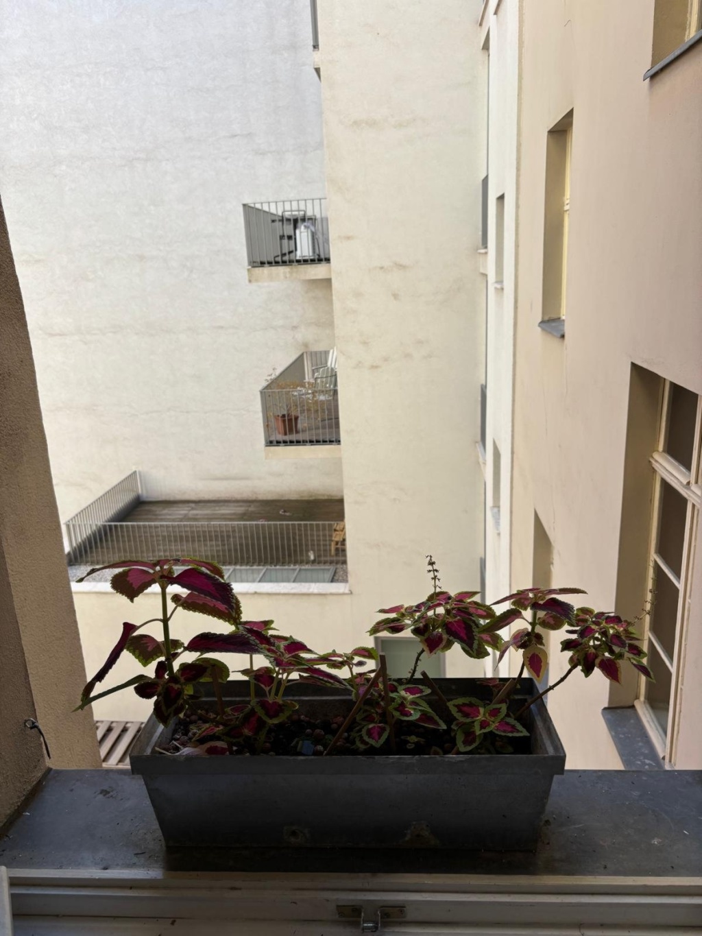 Wohnung Mitte Mulackstr. - Bild 3