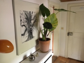 Imagen del anuncio: acogedor apartamento de 1 habitación