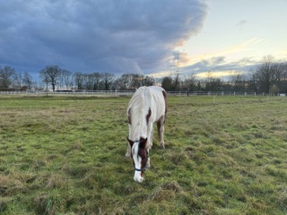 Anzeigenbild: WG-Zimmer in Haus Bedingung: Pferdebetreuung