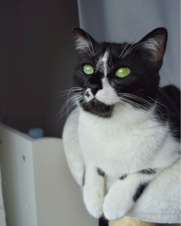 Ad image: Ruhige Mieterin mit zwei stubenreinen Katzen sucht WG oder Wohnung