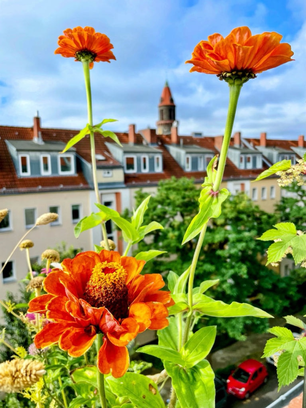 WG-Zimmer Friedenau Nähe Lauenburger Platz - ...summertime...🌺