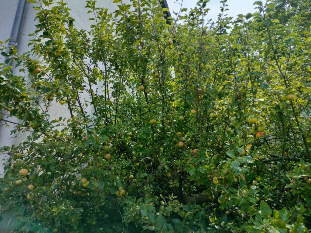 WG-Zimmer Styrum Dümptener Straße - Bild 5