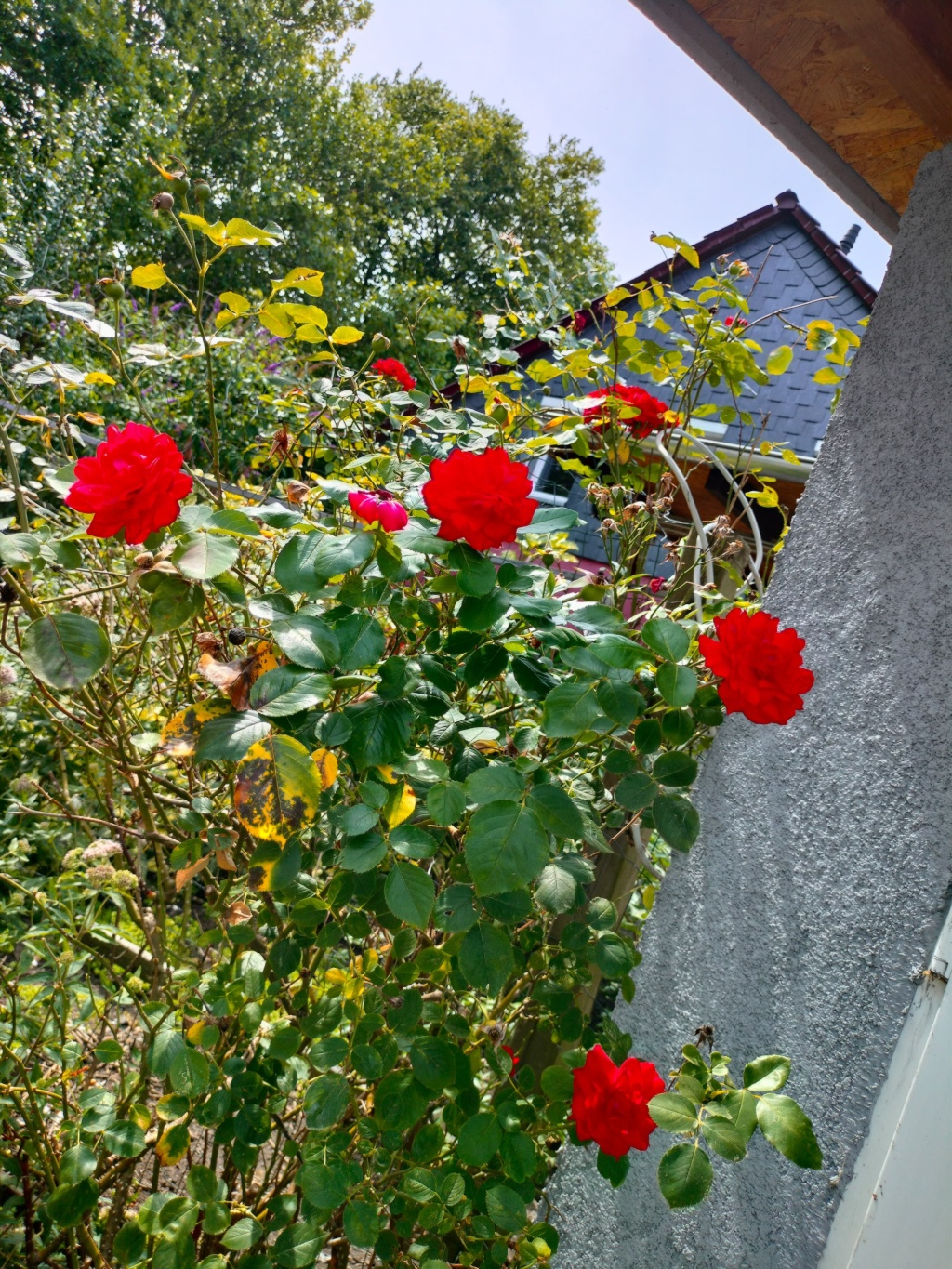 WG-Zimmer Styrum Dümptener Straße - Bild 12