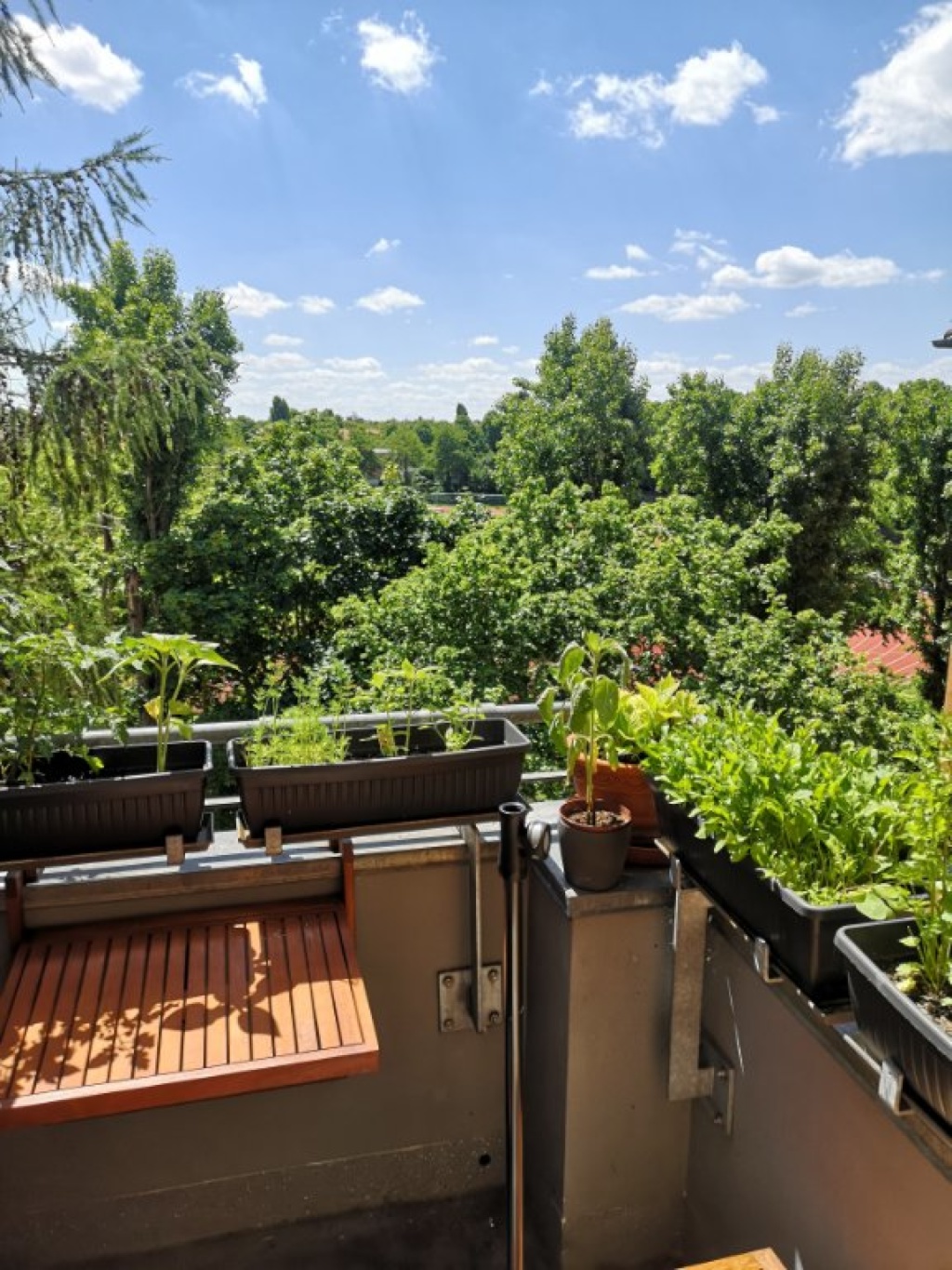 Wohnung Tempelhof Burchardstraße - Balcony in Summer