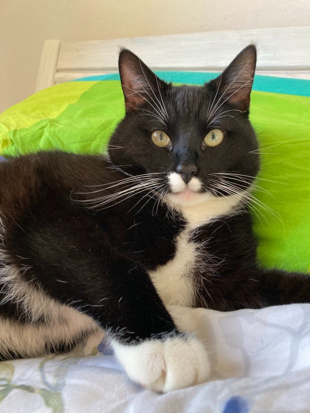 Zwischenmiete / Cat-Sitting - 28 August bis 9 September - Nur Nebenkosten! – Blücherstraße, 24105 Kiel Blücherplatz – Vorschaubild 4