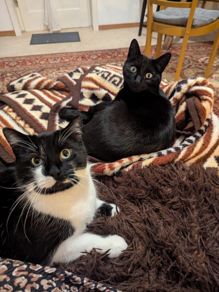 Imagen del anuncio: Suche - WG die auf Katzen Lust hat