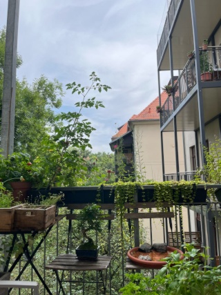 Anzeigenbild: WG Zimmer im Waldstraßenviertel