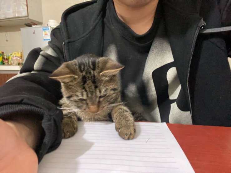 Ad image: KIT student looking for pet-friendly furnished studio in Karlsruhe (long term)