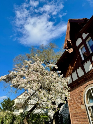 Anzeigenbild: WG-Zimmer in historischer Werapflege frei