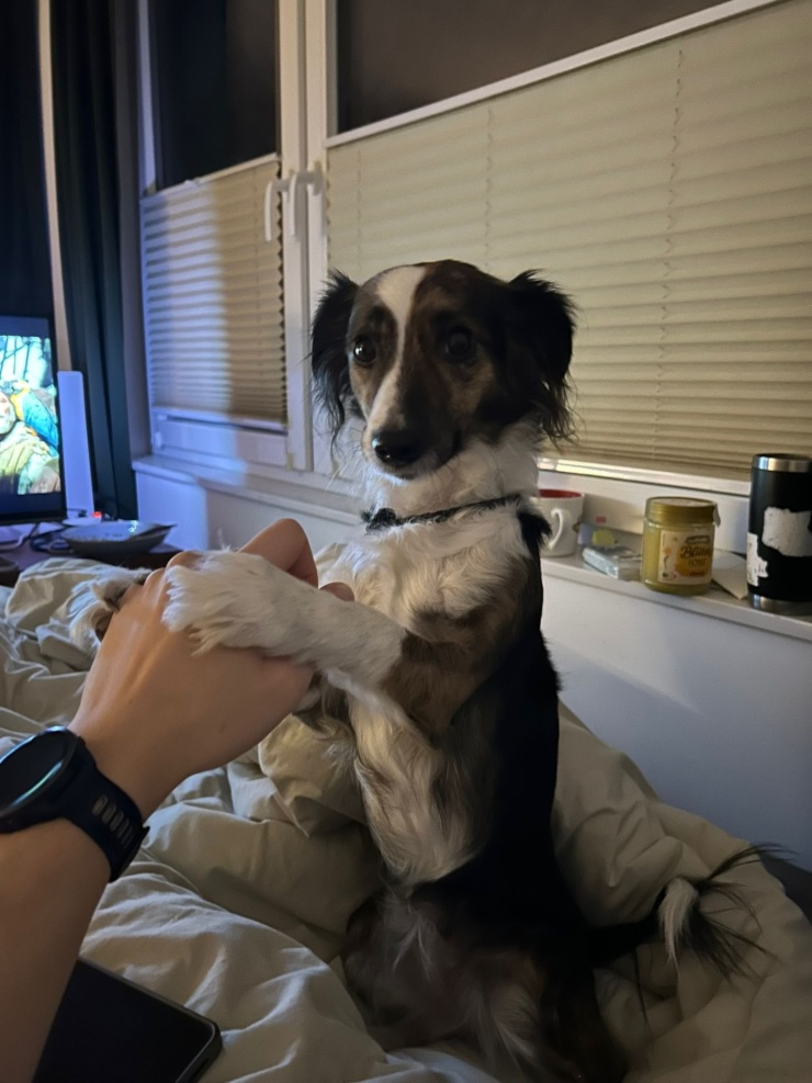 Ad image: Mein kleiner Hund und ich suchen ein WG Zimmer/ Wohnung