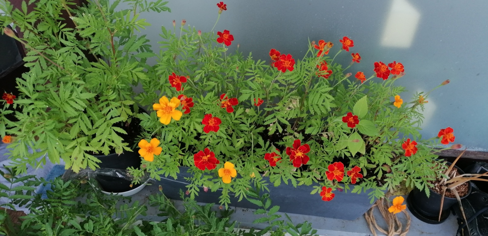 Estudio Bonames Homburger hohl - Soon you gonna have beautiful flowers, i might leave them here, if I don't take them with me.