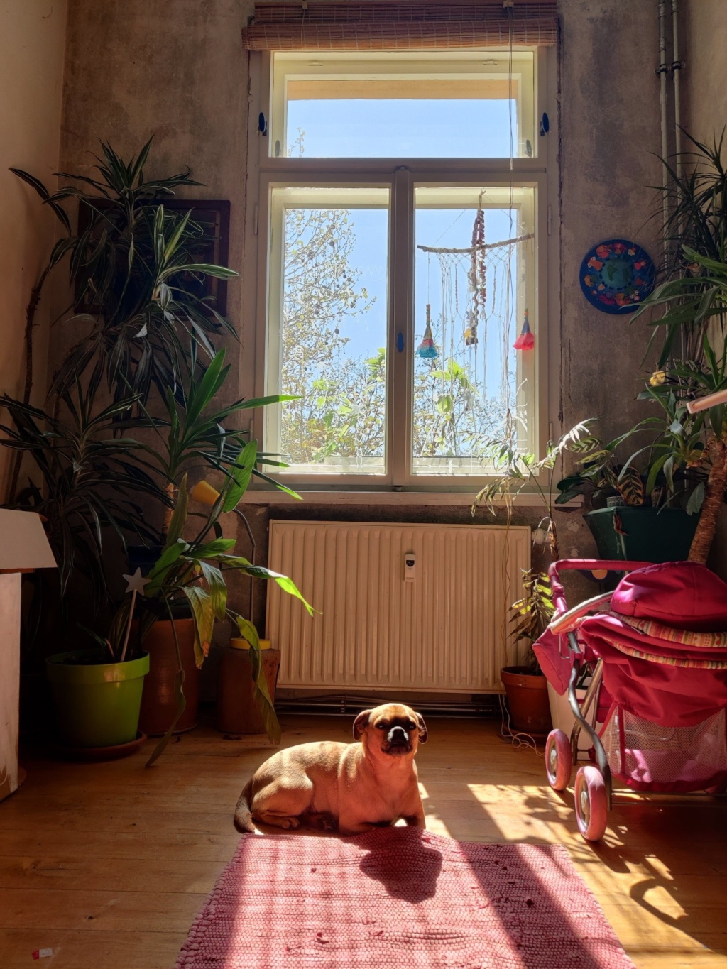 WG-Zimmer Eutritzsch Theresienstr. - Kinderzimmer/Gästezimmer und Hund (Kinderlieb > Kleinkindalter, verträgt sich gut mit anderen Hunden, auch Katzen)